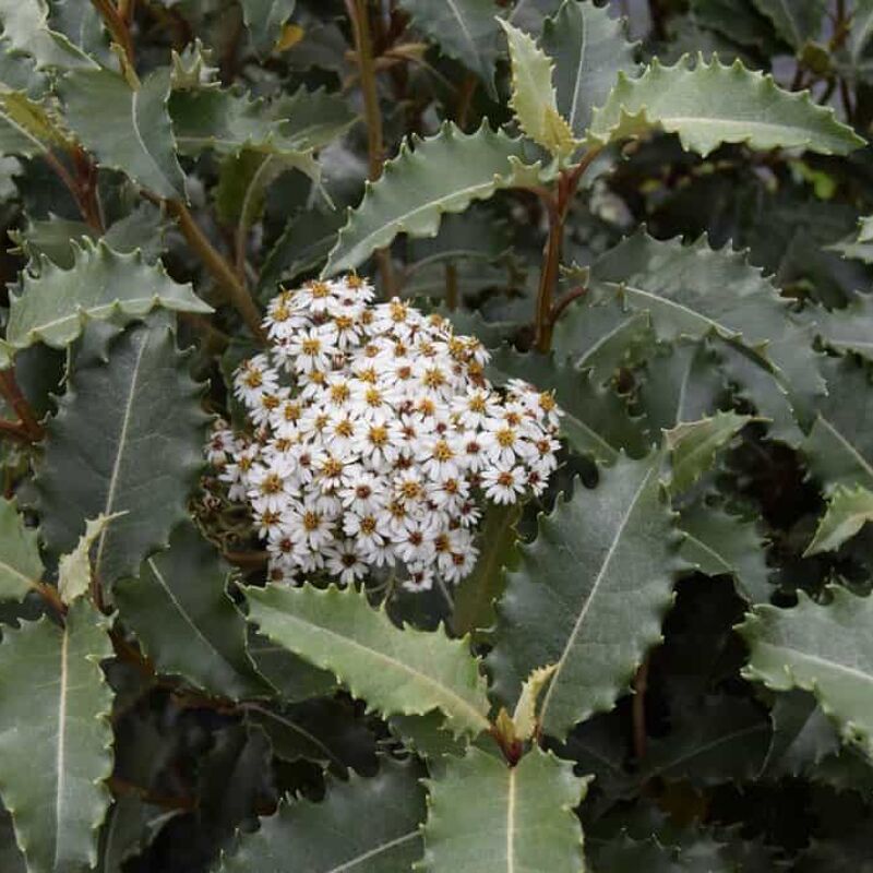 Olearia macrodonta 'Major' 40-60 cm